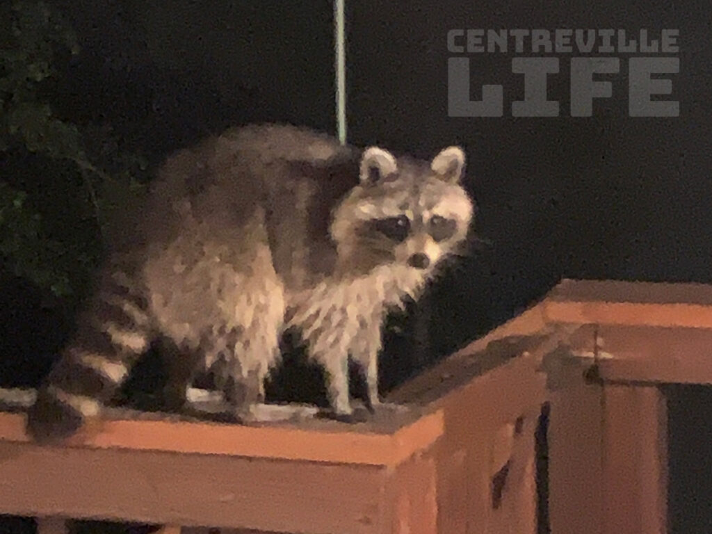 Raccoon in Centreville Virginia