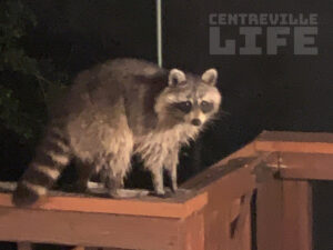 Raccoon in Centreville Virginia